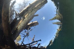 Дайверы впервые погрузились на дно Лены в Байкало-Ленском заповеднике