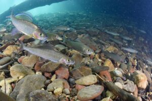 Дайверы впервые погрузились на дно Лены в Байкало-Ленском заповеднике