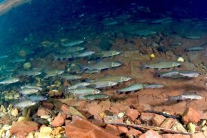 Дайверы впервые погрузились на дно Лены в Байкало-Ленском заповеднике