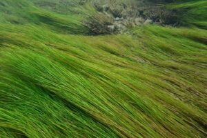 Дайверы впервые погрузились на дно Лены в Байкало-Ленском заповеднике