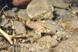 Дайверы впервые погрузились на дно Лены в Байкало-Ленском заповеднике