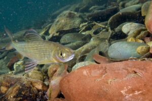 Дайверы впервые погрузились на дно Лены в Байкало-Ленском заповеднике