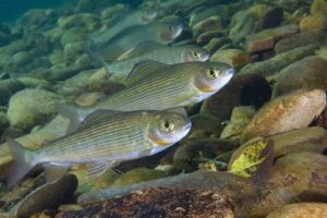 Дайверы впервые погрузились на дно Лены в Байкало-Ленском заповеднике