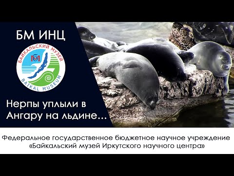 Нерпы уплыли в Ангару на льдине…