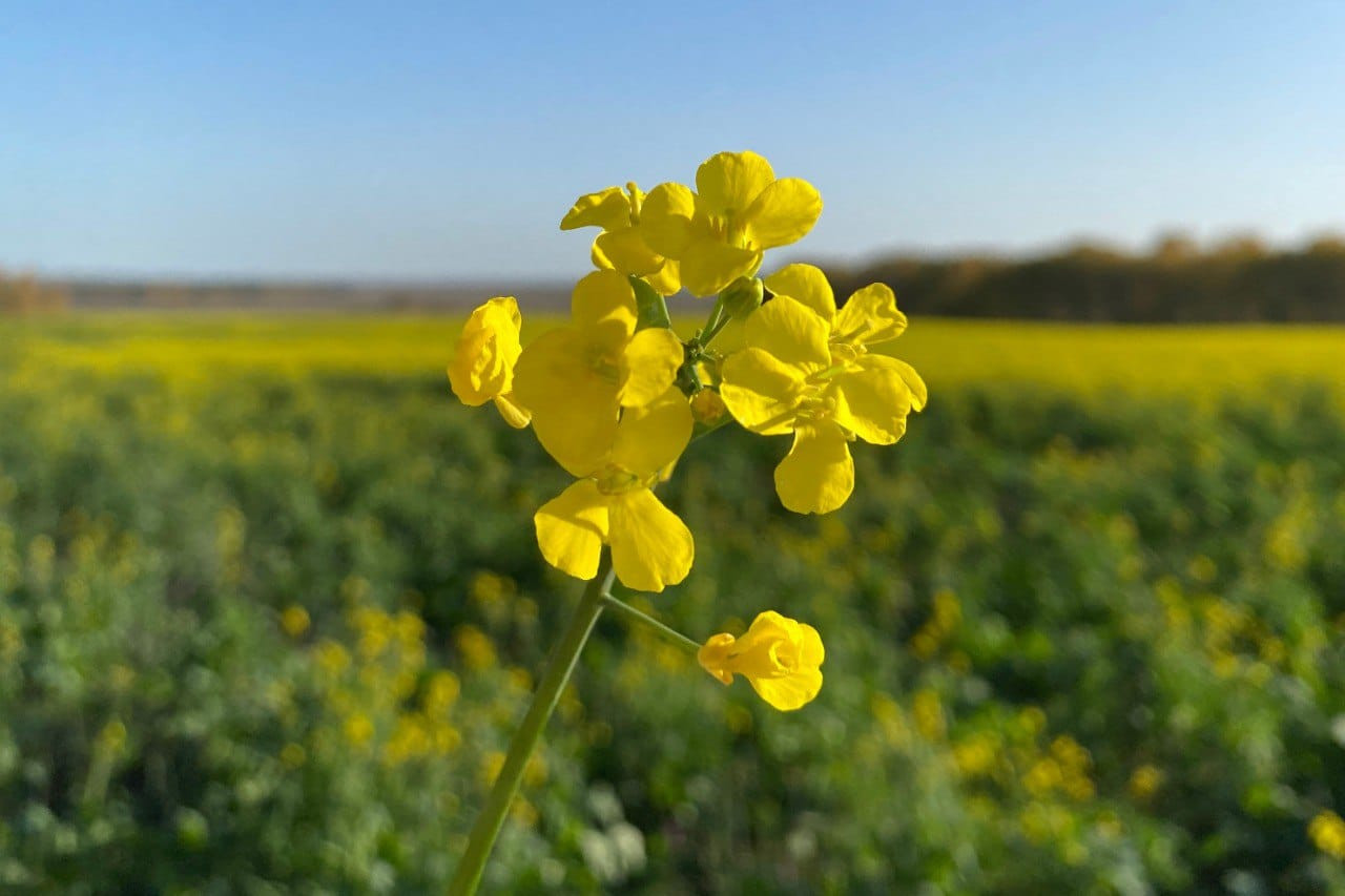 Жёлтые цветы на зелёном лугу под ясным небом