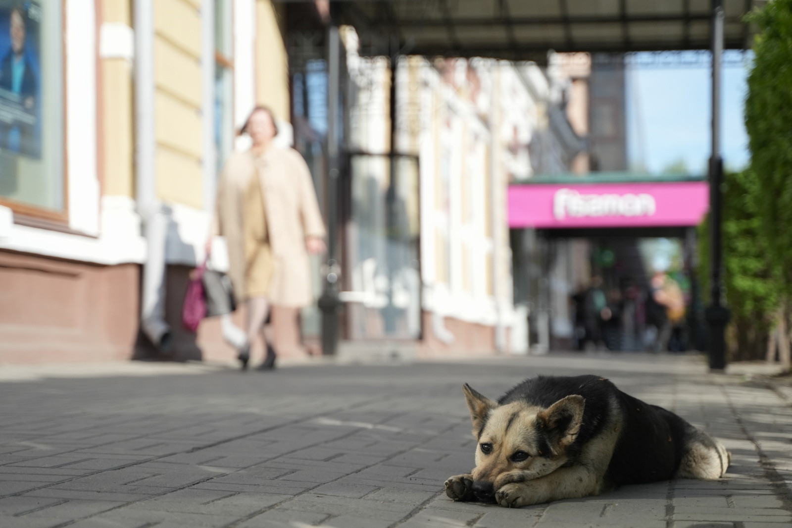 Бродячая собака лежит на тротуаре в городе.