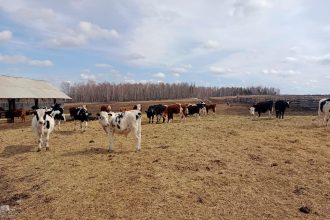 14 Grantov Agrostartap Vydadut V Irkutskoy Oblasti Nachinayuschim Selskim Predprinimatelyam