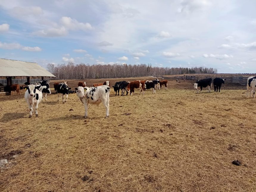 14 Grantov Agrostartap Vydadut V Irkutskoy Oblasti Nachinayuschim Selskim Predprinimatelyam