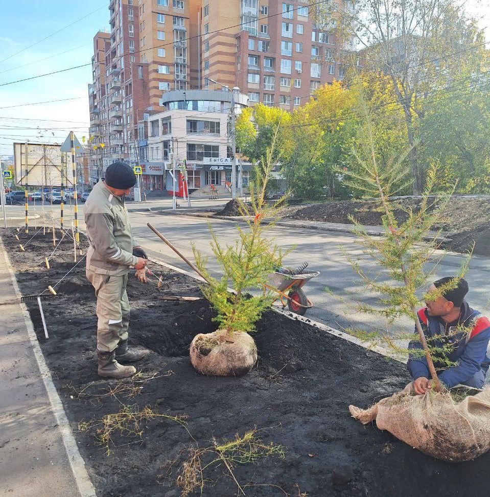 160 деревьев высадили вдоль отремонтированных дорог в Иркутске