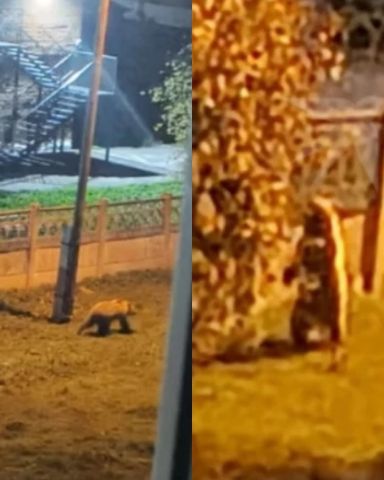 В Савватеевке под Ангарском медведь заглянул в детский сад