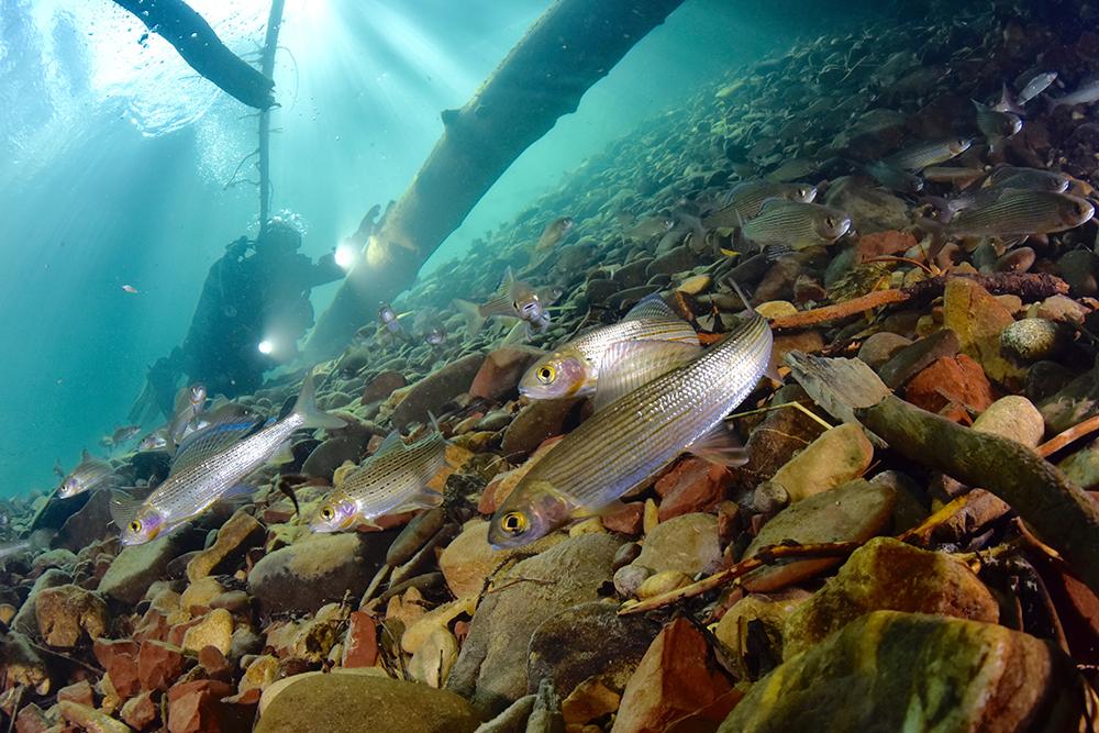 Дайверы впервые погрузились на дно Лены в Байкало-Ленском заповеднике