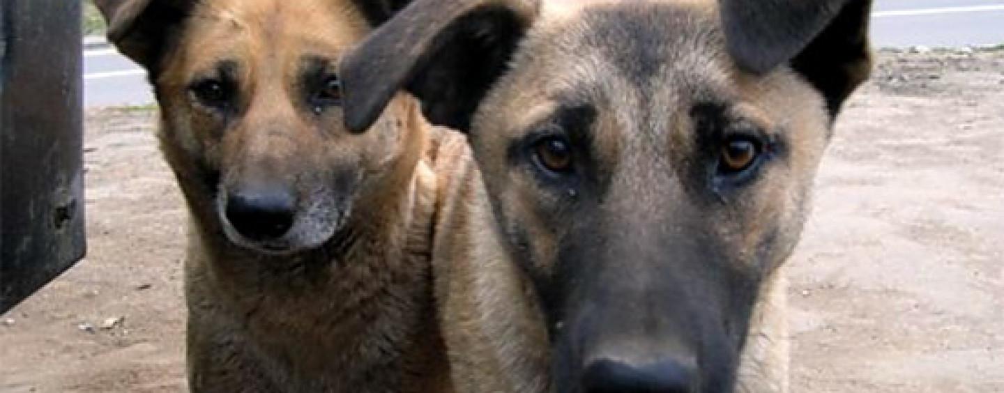 Иркутянин скончался от укуса собаки после нескольких месяцев лечения