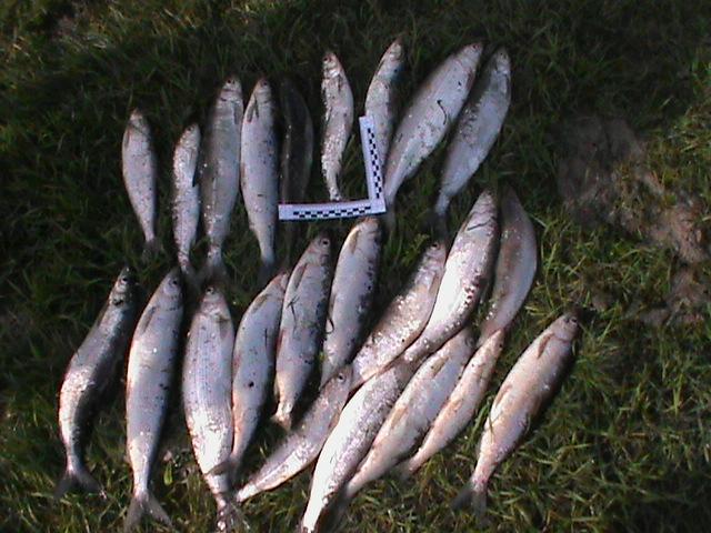 На Байкале задержали мужчину по подозрению в незаконной ловле омуля