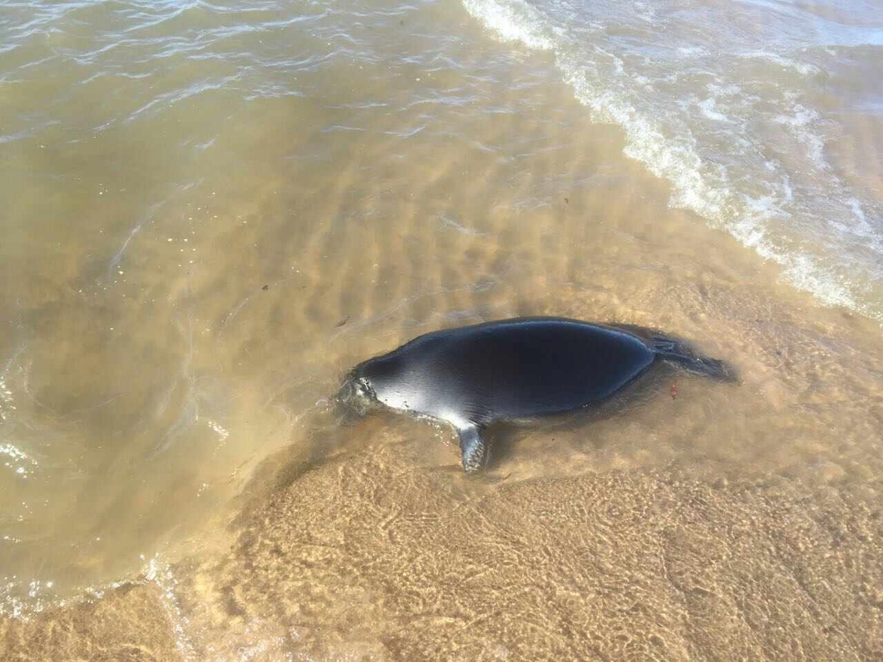 Около 30 мертвых нерп обнаружили на берегу Байкала