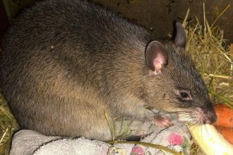 Самка гамбийской крысы появилась в зоогалерее Иркутска