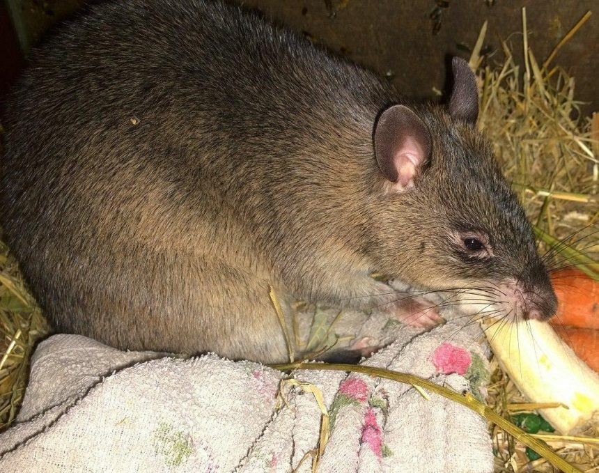 Самка гамбийской крысы появилась в зоогалерее Иркутска