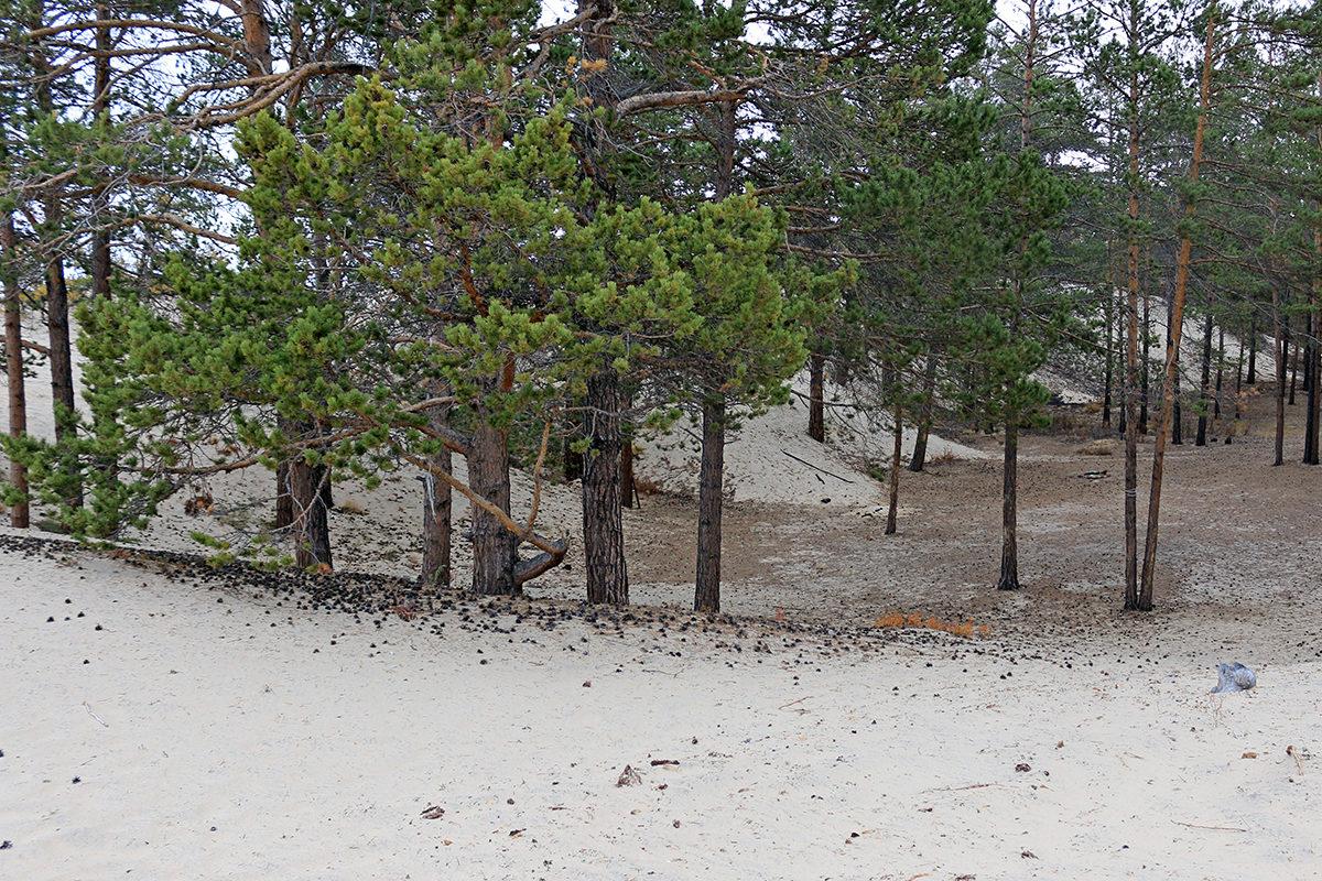 Сосновые леса в Сарайской бухте не возобновляются