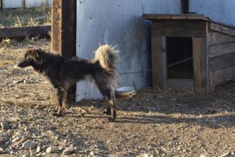 В Иркутске обнаружили еще одну ощенившуюся собаку, которая по документам оказалась мертвым кобелем