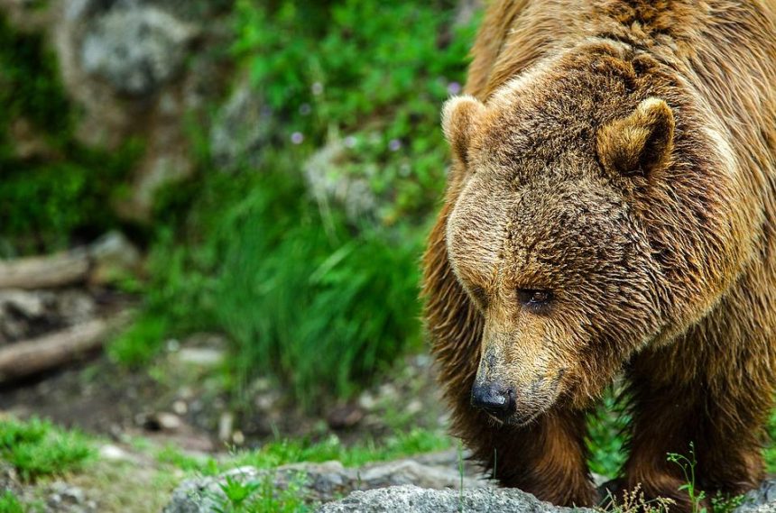 В центре Нижнеудинска медведь напал на подростка