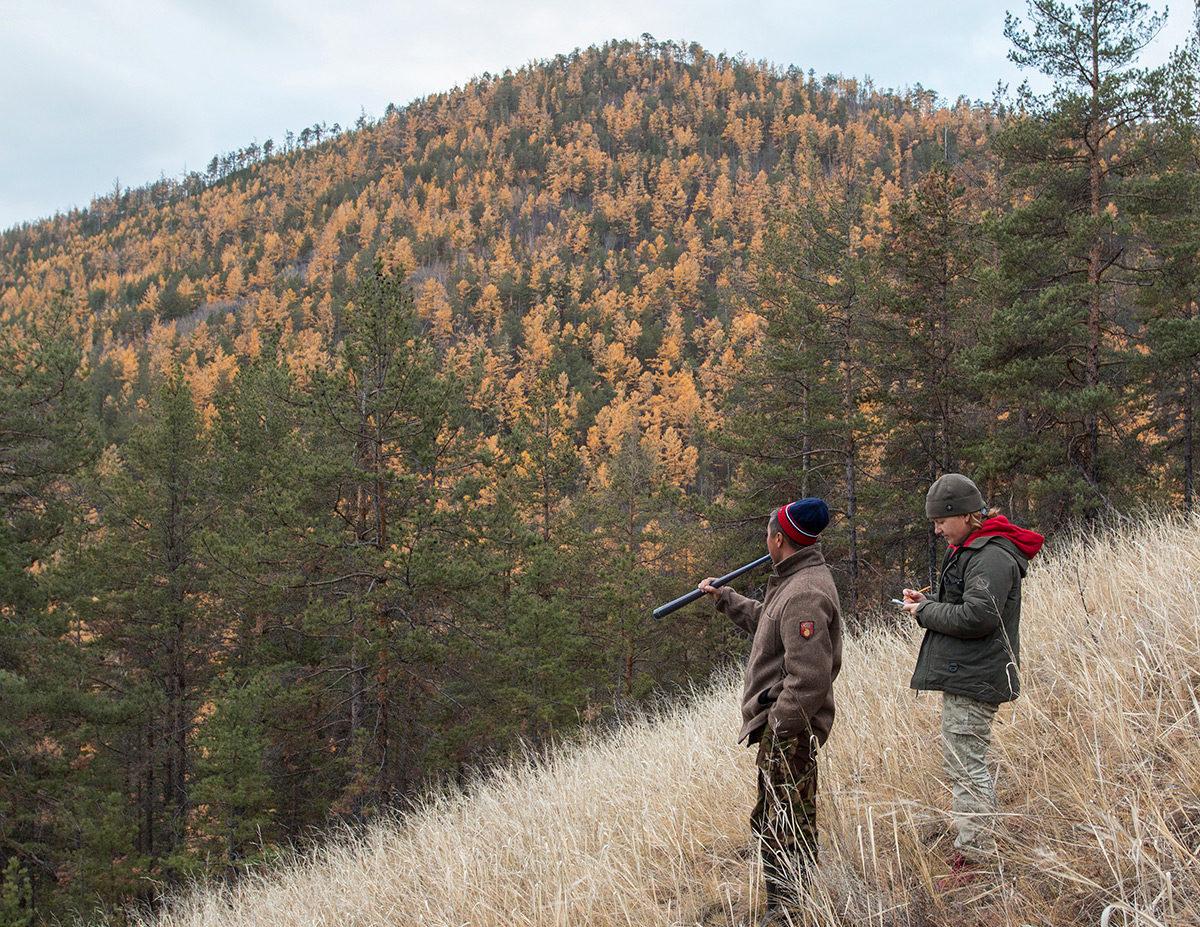 В «Заповедном Прибайкалье» провели учеты изюбря на реву