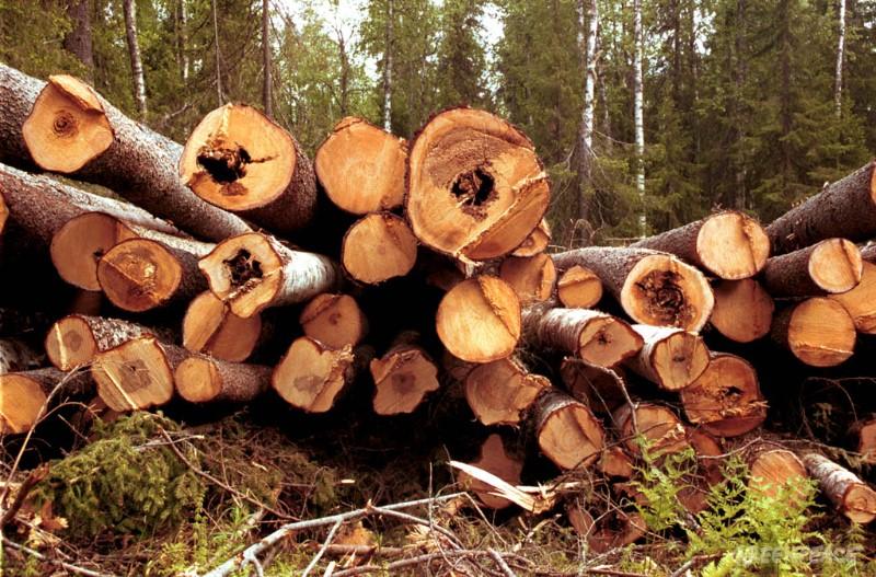 За 9 месяцев из Иркутской области незаконно экспортировано леса на 97,4 млн. рублей