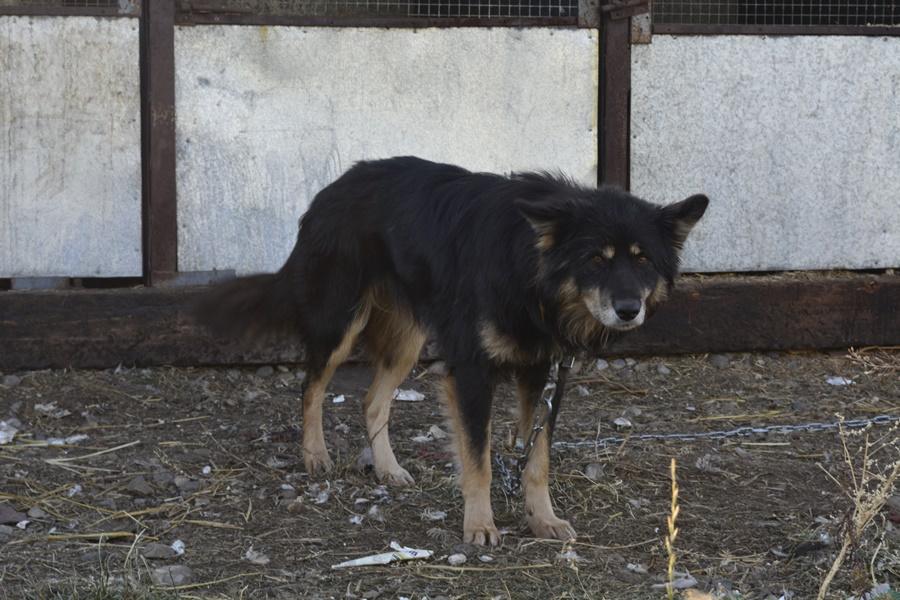 Животные в приюте ждут хозяев