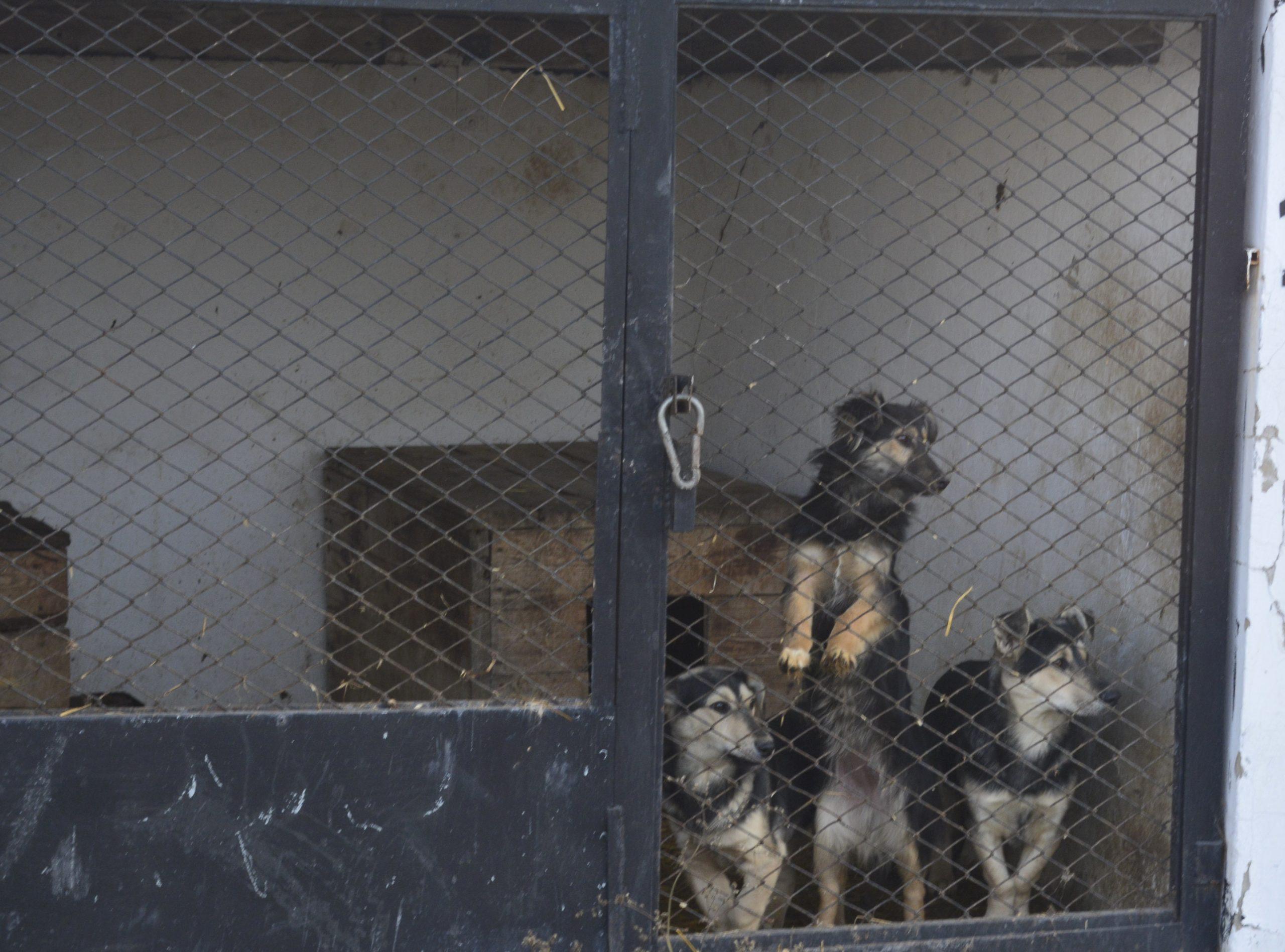 Животные в приюте ждут хозяев