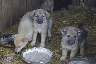Животные в приюте ждут хозяев