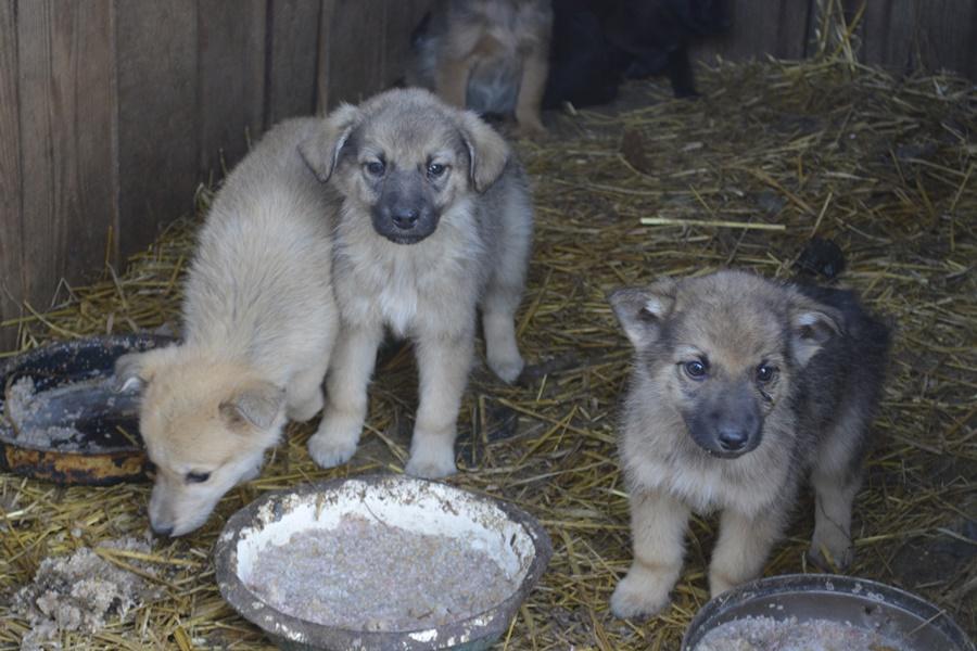 Животные в приюте ждут хозяев