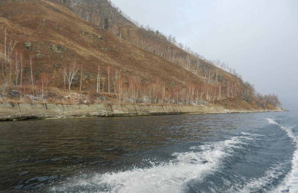 Количество погибших нерп на Байкале возросло до 141, большая часть - беременные самки
