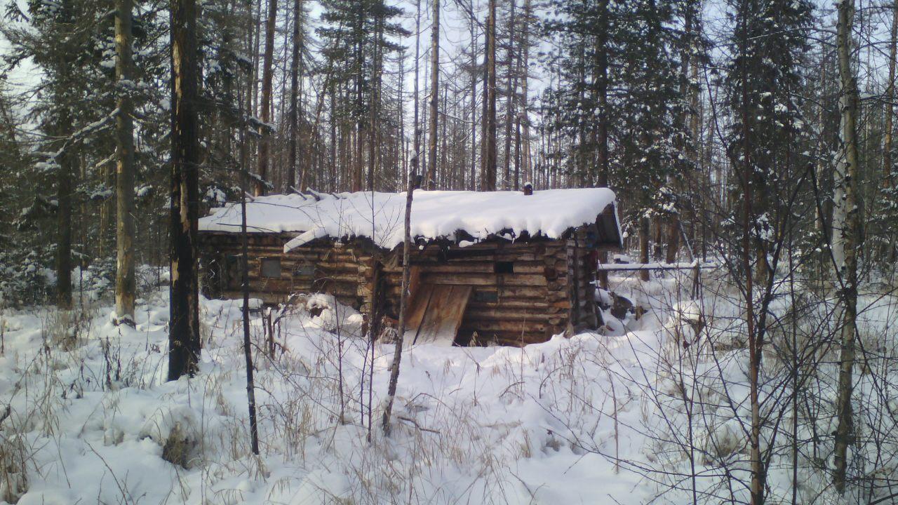 Медведь украл у охотника два ружья в Усть-Илимске