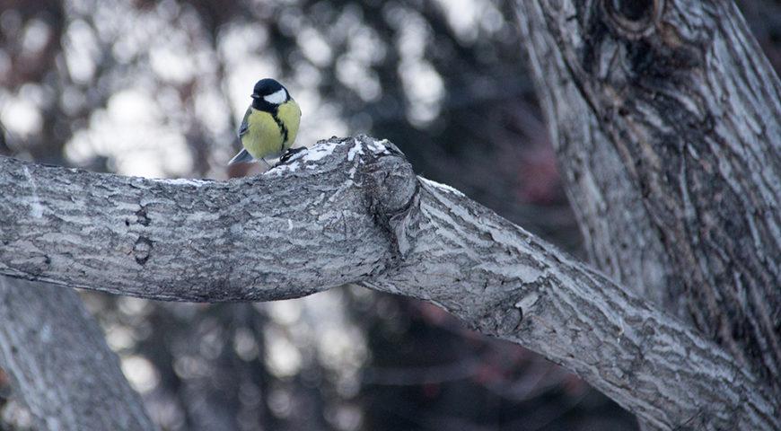 «Покормите птиц»