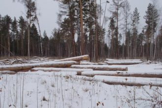 Полиция выявила факт контрабанды древесины на пять миллионов рублей