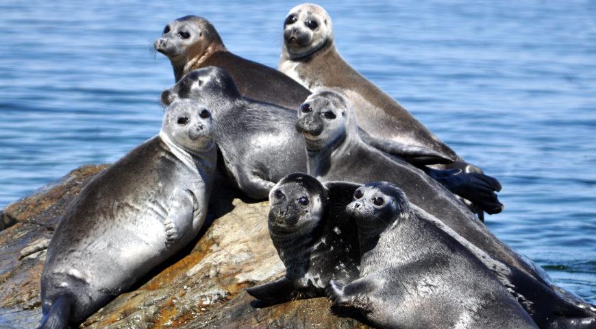 Природоохранная прокуратура: человеческий фактор в массовой гибели нерп пока не выявлен