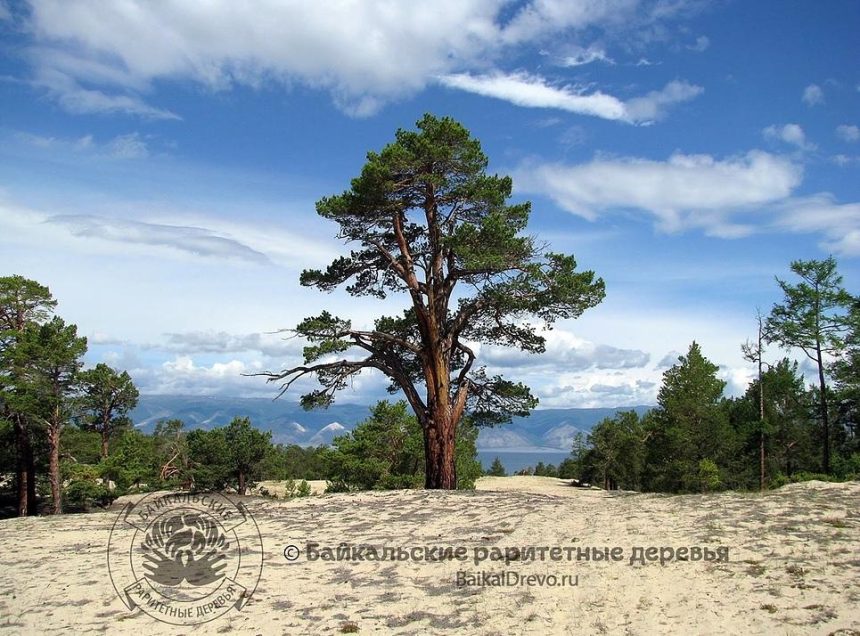 Сосне на Ольхоне присвоен статус «Дерево — памятник живой природы»