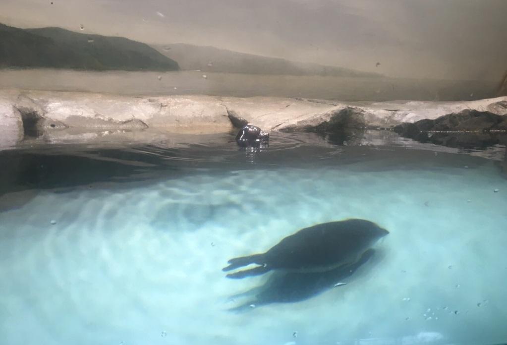 Трех байкальских нерп передали зоопарку префектуры Исикава