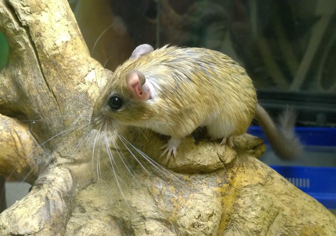 В Иркутской зоогалерее появились сикитамусы