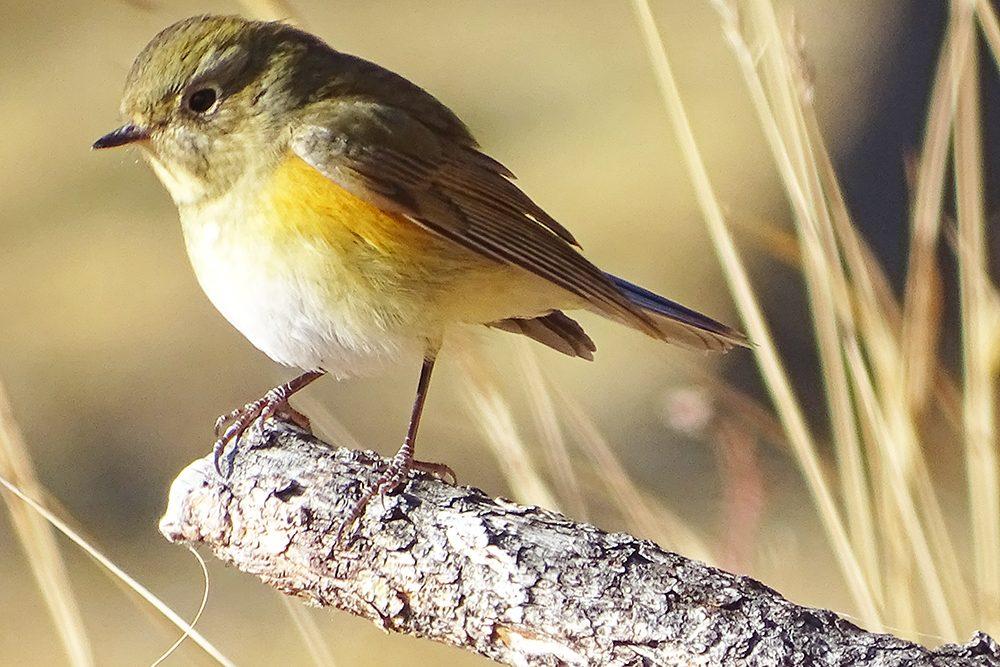 Виктор Степаненко: видовое разнообразие зимующих в Иркутске птиц поражает
