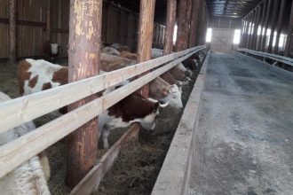 Вторая за неделю ферма открылась в Иркутской области