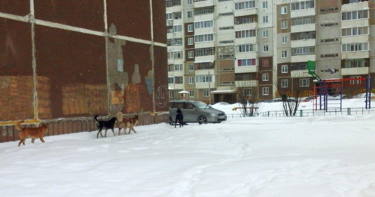 Братску сократили финансирование на отлов безнадзорных животных