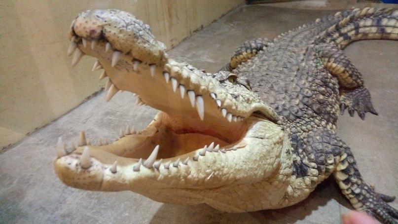 Иркутяне собрали деньги на новый террариум для крокодила из зоогалереи