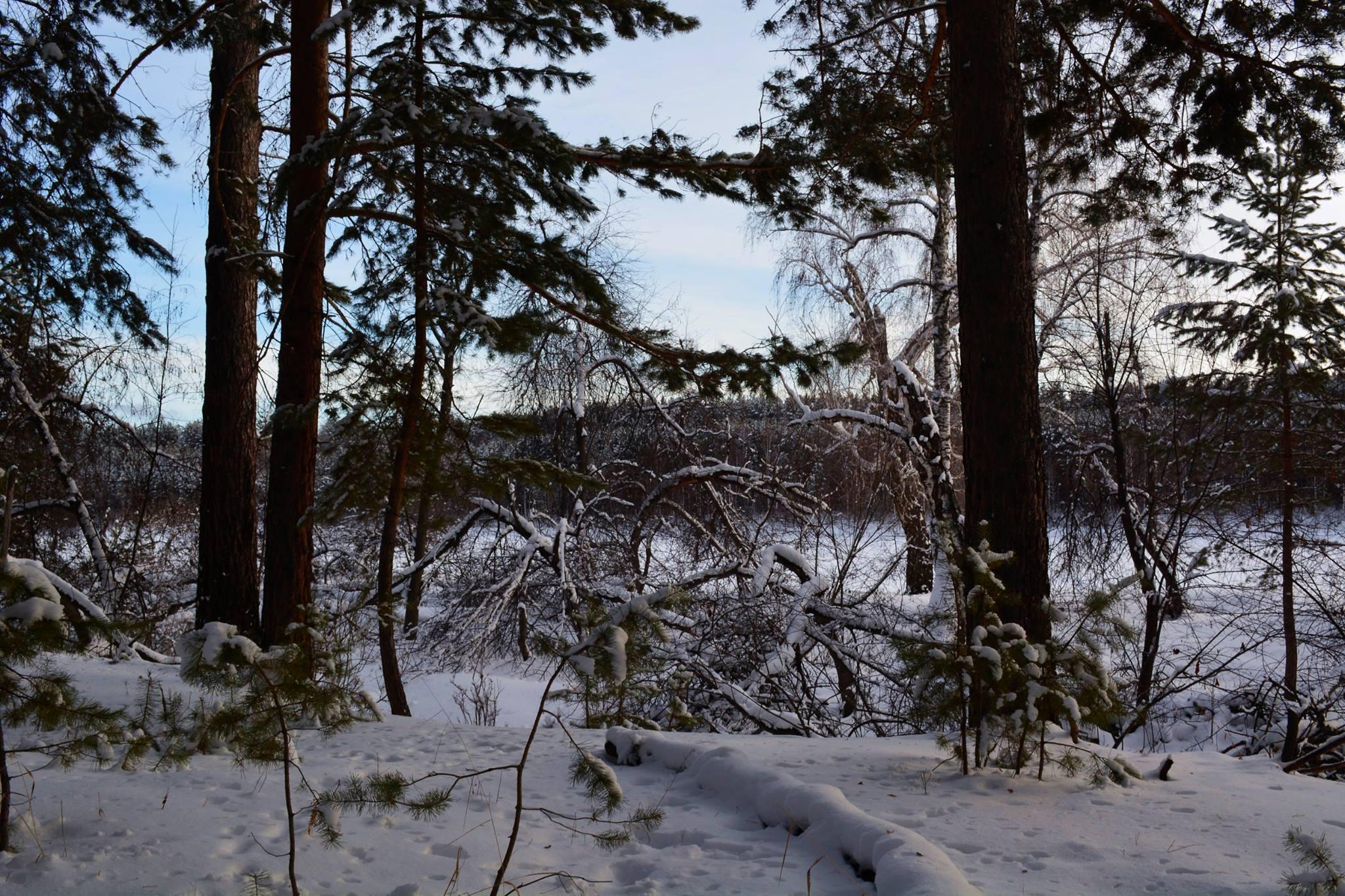 Минприроды РФ отклонило поправки в закон, разрешающие приватизацию заповедных земель