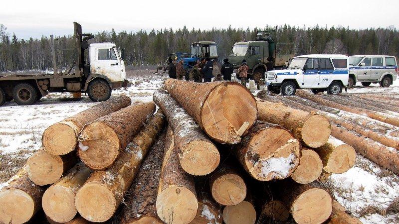 Троим братчанам вынесен приговор за незаконную рубку леса
