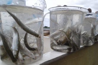 В Братское водохранилище в 2018 году выпустят более 200 тысяч штук молоди омуля