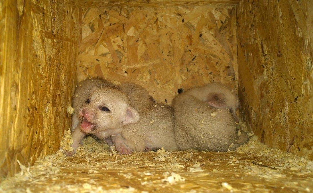 В Иркутской зоогалерее родились малыши фенеки. Сотрудники ждали этого 8 лет