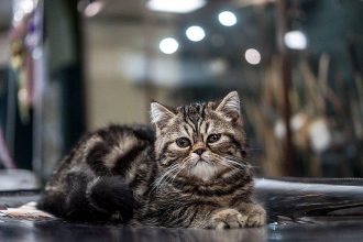 В Краеведческом музее пройдет ярмарка-выставка редких котят