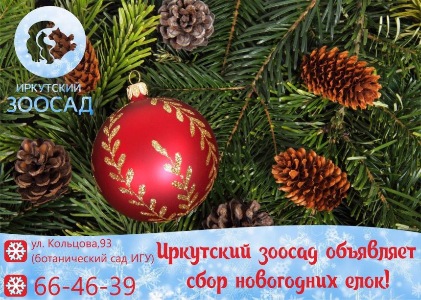 Иркутский зоосад объявил сбор новогодних елок для животных