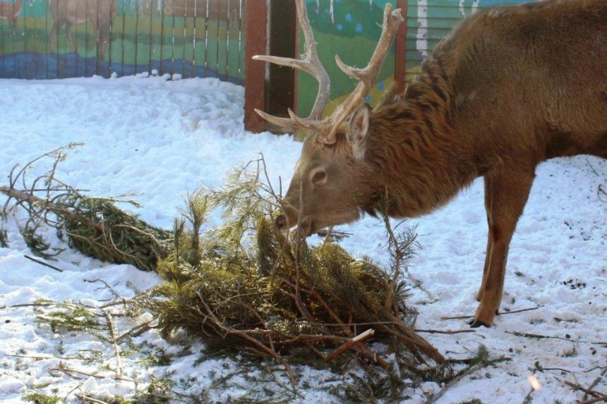 Сотрудники подведомственных учреждений минлеса откликнулись на акцию Иркутского зоосада по сбору хвойных деревьев