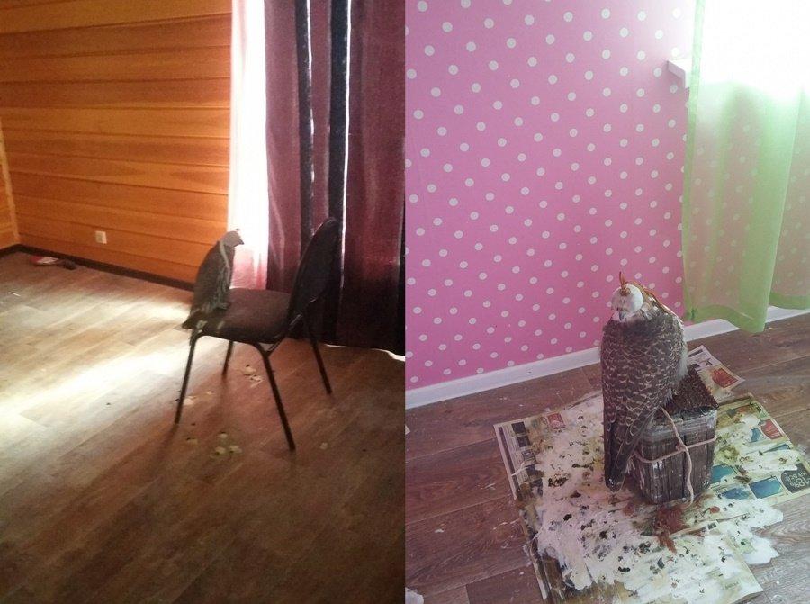 Трех человек осудили за незаконную добычу на территории Бурятии и Иркутской области балобанов, кречетов и сапсанов