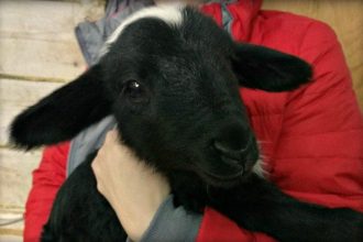 В Иркутском зоосаде у овечки Бяши второй год подряд в Рождество рождается ягненок